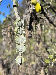 Sophora chrysophylla
