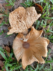 Chlorophyllum