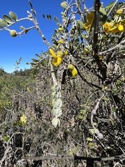 Sophora chrysophylla