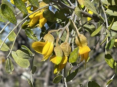 Sophora chrysophylla