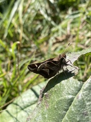 Thespieus macareus