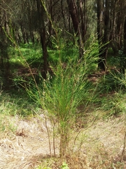 Selitrichodes utilis