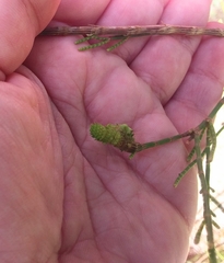 Selitrichodes utilis