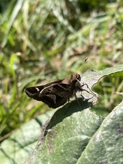 Thespieus macareus