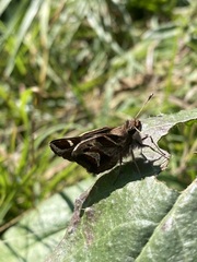Thespieus macareus