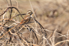 Emberiza cioides