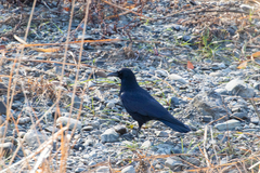 Corvus corone