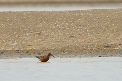 Calidris ferruginea