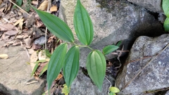 Disporum kawakamii
