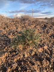 Lepidium fremontii