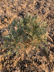 Lepidium fremontii