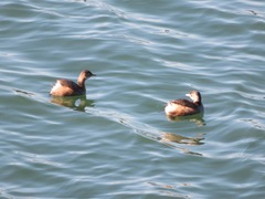 Tachybaptus ruficollis