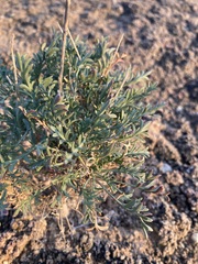 Lepidium fremontii