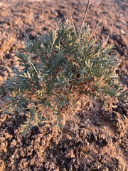 Lepidium fremontii
