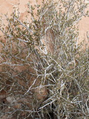 Cercocarpus intricatus