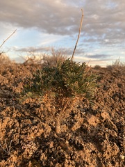 Lepidium fremontii