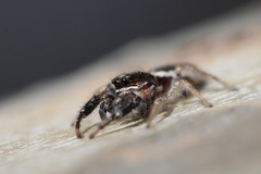 Metaphidippus siticulosus