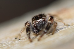 Metaphidippus siticulosus