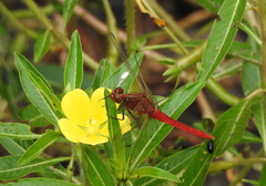 Rhodothemis lieftincki
