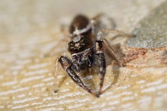 Metaphidippus siticulosus