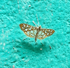 Nausinoe perspectata
