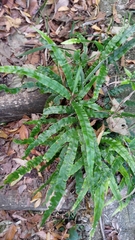 Pteris rugosifolia