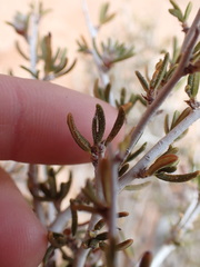Cercocarpus intricatus