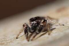 Metaphidippus siticulosus