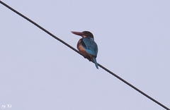 Halcyon smyrnensis