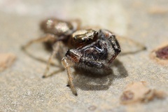 Metaphidippus siticulosus