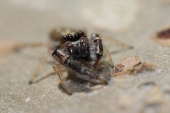 Metaphidippus siticulosus