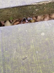 Polyrhachis abdominalis