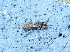 Tachysphex nigerrimus