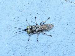 Tachysphex nigerrimus