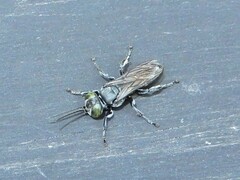 Tachysphex nigerrimus