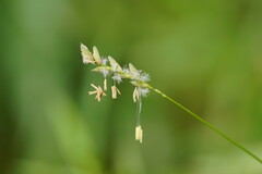 Tetrarrhena juncea