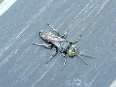 Tachysphex nigerrimus