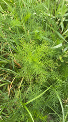 Eupatorium capillifolium