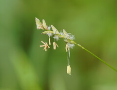 Tetrarrhena juncea