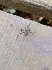 Polyrhachis abdominalis