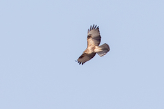 Buteo japonicus
