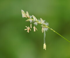 Tetrarrhena juncea