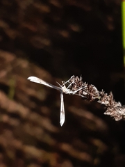 Stenoptilia zophodactylus