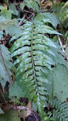 Asplenium wrightii