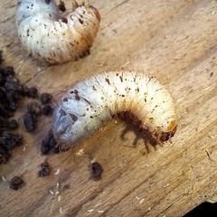 Oryctes nasicornis