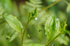 Hackelia latifolia