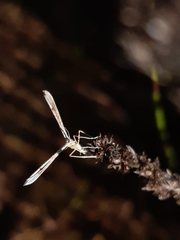 Stenoptilia zophodactylus