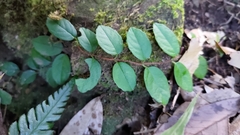 Hydrangea viburnoides