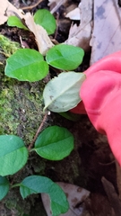 Hydrangea viburnoides