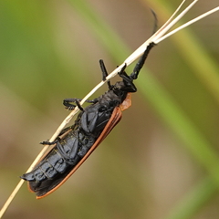 Metriorrhynchus variipennis